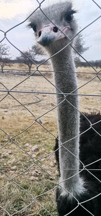 Etotongwe Lodge Outjo Zewnętrze zdjęcie