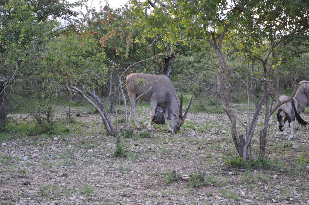 Etotongwe Lodge Outjo Zewnętrze zdjęcie